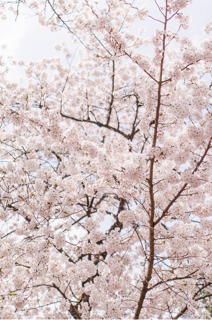 봄,벚꽃,분홍색,핑크색,벚꽃잎,봄,계절,spring,season,식물,자연,plants,nature,꽃,flower,plant,blossom