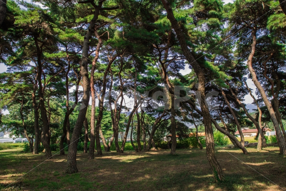 보은,임한리,솔밭,소나무,나무,울창함,자연,풍경,nature,landscape,plant,식물,tree,tree trunk,나무 줄기