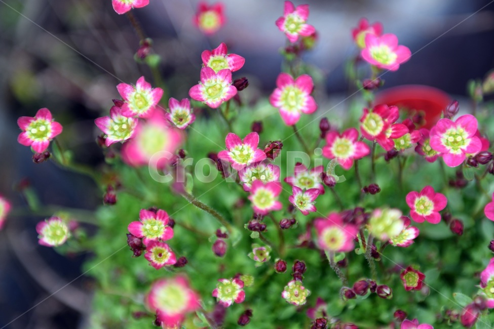 식물,꽃,감성사진,자연,flower,꽃사진,봄,봄꽃,계절,감성,4월,spring,힐링,자연풍경,풍경,봄,계절,spring,season,식물,자연,plants,nature,꽃,flower,plant,blossom,petal,꽃잎