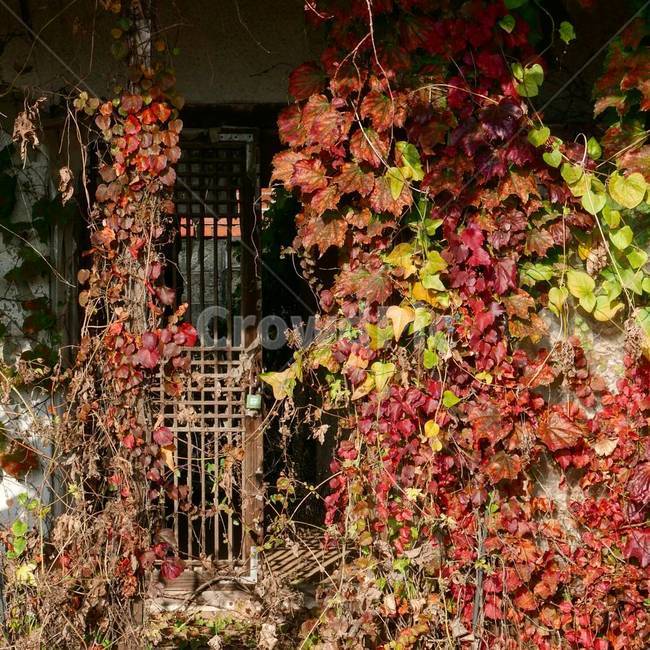 시골,가을,시골동네,폐가,시골폐가,가을,계절,fall,autumn,season,시골,마을,풍경,landscape,country,rural,town,식물,자연,plants,nature,plant
