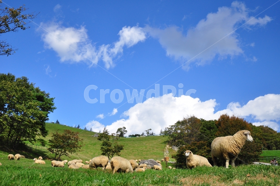 한국,가을,대관령,양,양떼목장,초원,풀밭,나무,산,자연,배경,풍경,autumn,korea,sheep,farm,ranch,sky,구름,clouds,grass,grassland,landscape,nature,background,mountain,자연,풍경,nature,landscape,한국자연풍경,한국자연경관,korea nature landscape,동물,animal,포유류,mammal,산업,industry,industrial,목축업,목장,livestock farming,ranching,pasture,목초지,field,들,outdoors,옥외,rural,농촌,농장,meadow,grazing,방목