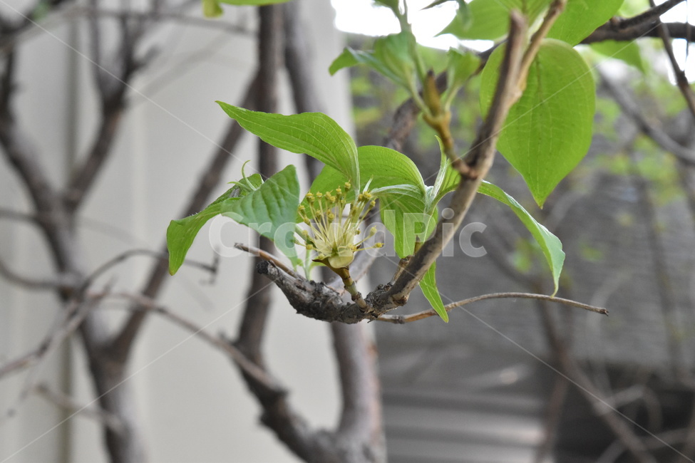 산수유꽃,산수유,식물,나무,나뭇가지,나뭇잎,꽃,tree,flower,green,leaves,Corneliancherryflower,식물,자연,plants,nature