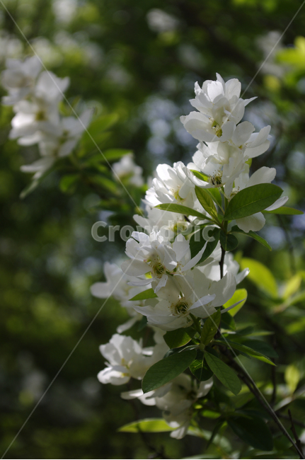 가침박달,꽃,flower,식물,plant,식물,자연,plants,nature,꽃,flower