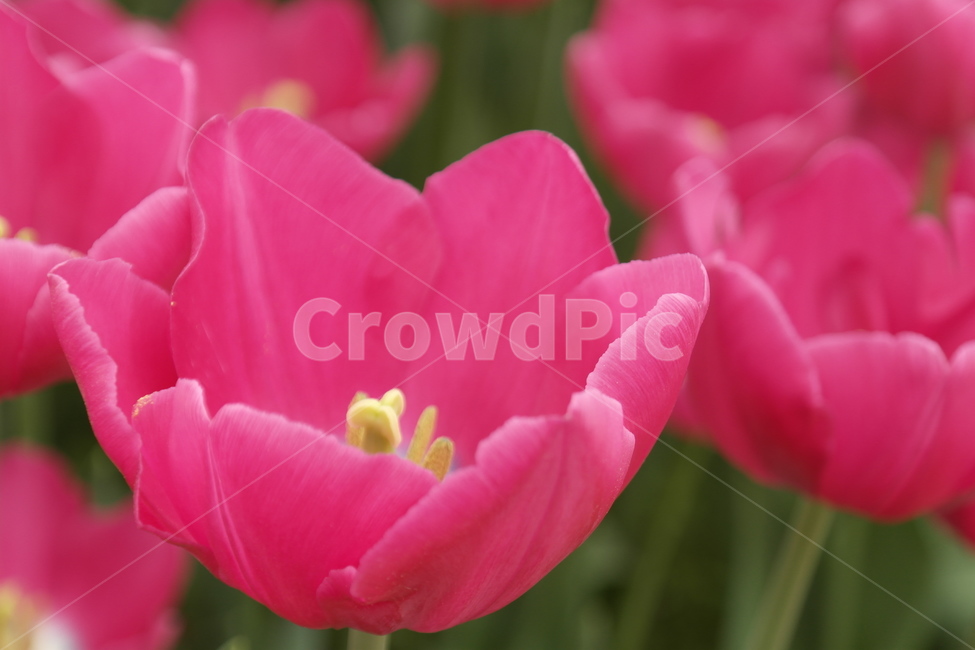 꽃,자연,식물,접사,튤립,꽃봉오리,flower,nature,향기,분홍,빨강,붉은,tulip,tulipagesneriana,백합목,구근초,식물,자연,plants,nature,꽃,flower
