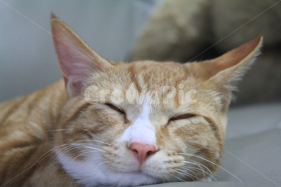 cat,고양이,자는고양이,동물,애완동물,animal,pet,동물,animal,포유류,mammal,고양이,cat,kitten,kitty