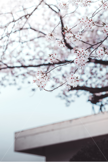 벚꽃,꽃,봄,나무가지,꽃잎,만개,봄풍경,풍경,흐린날,봄,계절,spring,season,식물,자연,plants,nature,꽃,flower,감성,sensible,feeling,plant