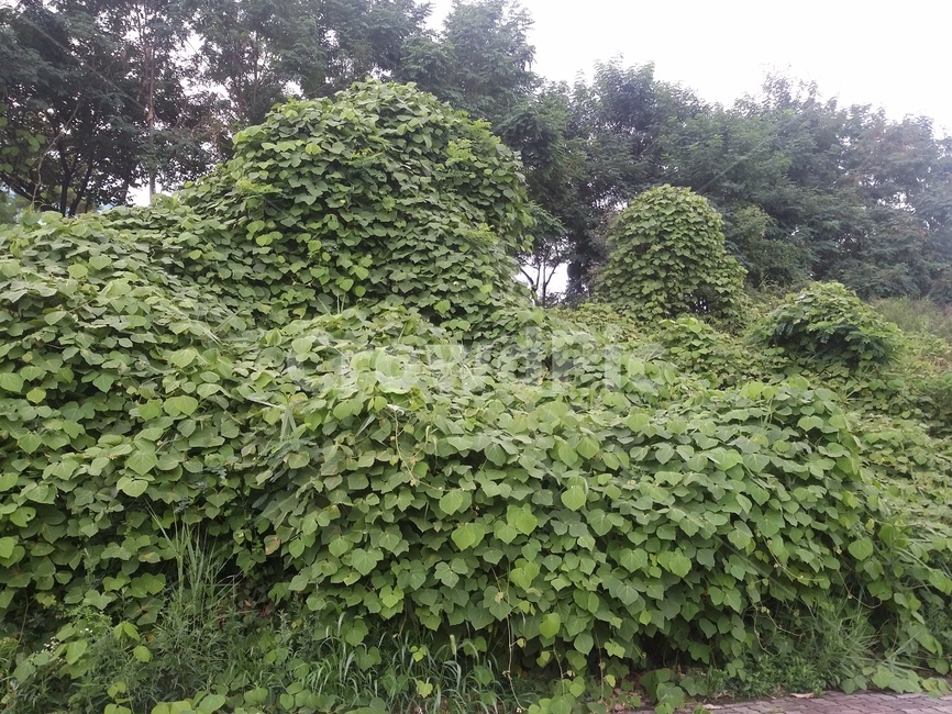 꽃,들꽃,식물,자연,생명력,나무