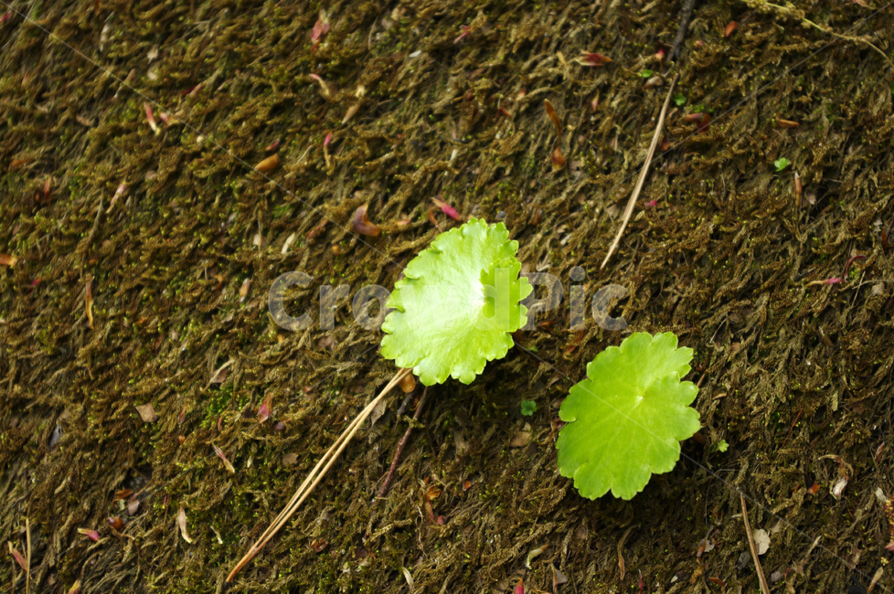 잎,흙,이끼,식물,plant,식물,자연,plants,nature