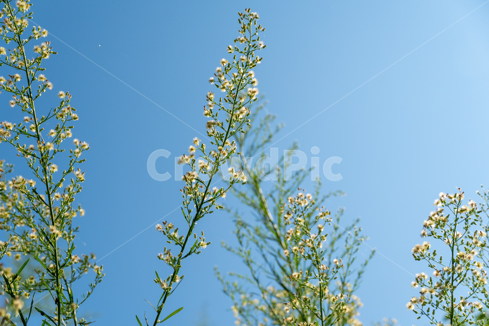 plant,식물,자연,힐링,들꽃,꽃