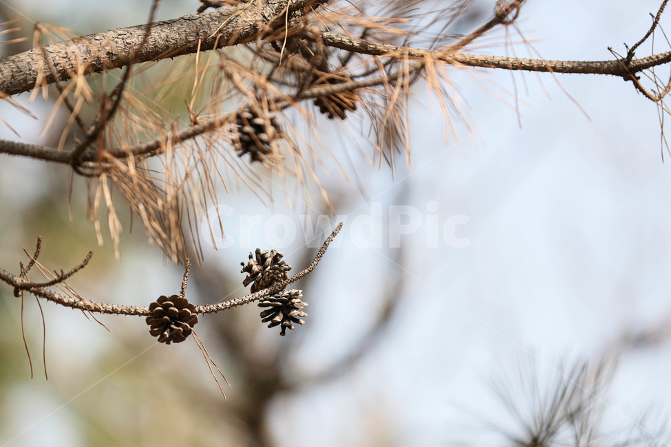 plant,식물,tree,나무,구과식물