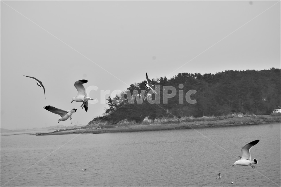 갈매기,갈메기떼,을왕리,바다,비행,동물,animal,조류,새,birds