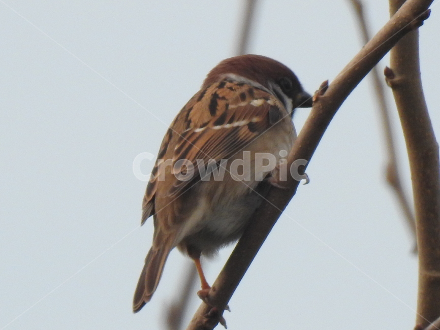 animal,동물,bird,새,참새,동물,animal,조류,새,birds