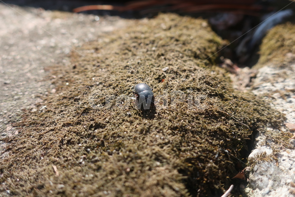 곤충,자연,벌레,다큐멘터리,딱정벌레,동물,animal,곤충,벌레,insect,bug