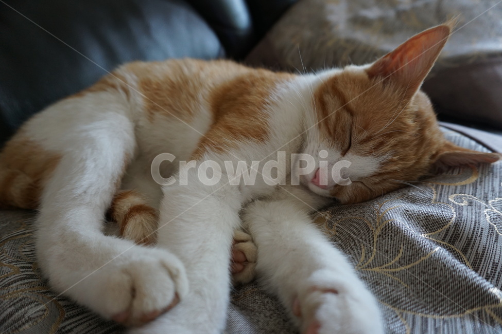 고양이,봄,귀여운,잠자는,나른한,동물,animal,포유류,mammal,고양이,cat,kitten,kitty