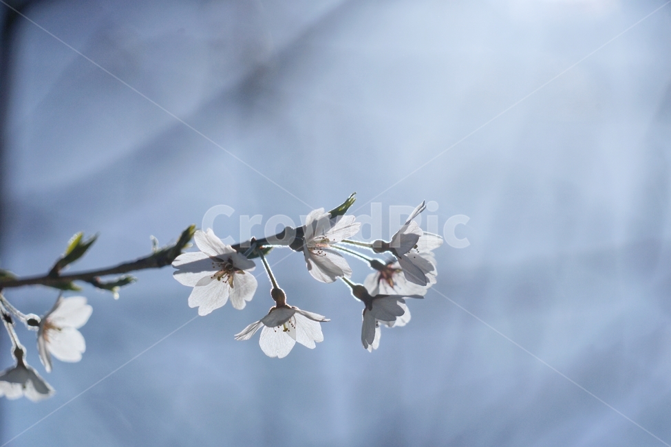 나무,벚나무,벚꽃,봄,꽃,spring,따뜻함,flower,tree,plant,봄,계절,spring,season,식물,자연,plants,nature,꽃,flower,blossom,animal,동물,bird,새