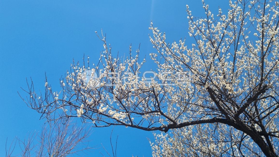 매화꽃,매화,꽃,봄꽃,나무,하늘,만개한꽃,tree,파란하늘,맑은하늘,봄,자연,flower,sky