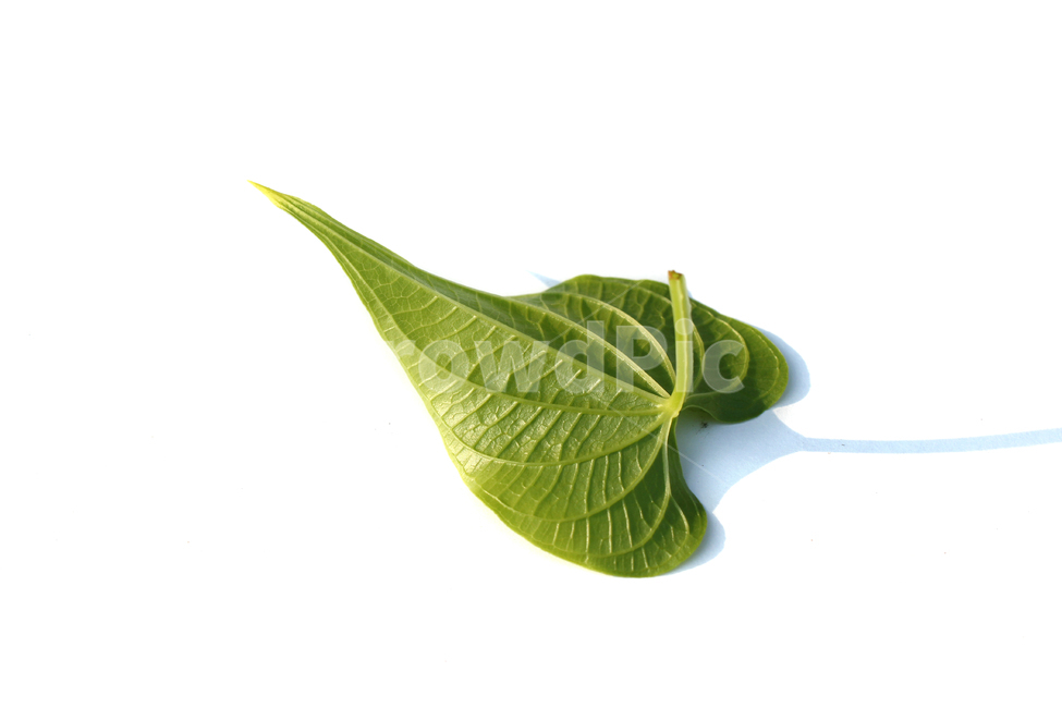 closeup,fresh,green,heart,heartshape,leaf,leaves,macro,natural,nature,plant,single,solo,sponge gourd,클로즈업,신선한,그린,녹색,하트,하트모양,모양,하트잎,잎,나뭇잎,잎사귀,자연,식물,수세미잎,흰배경,뒷면,식물,자연,plants,nature,누끼,remove background