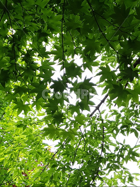 자연,낙옆,풍경,푸른,산책,식물,자연,plants,nature