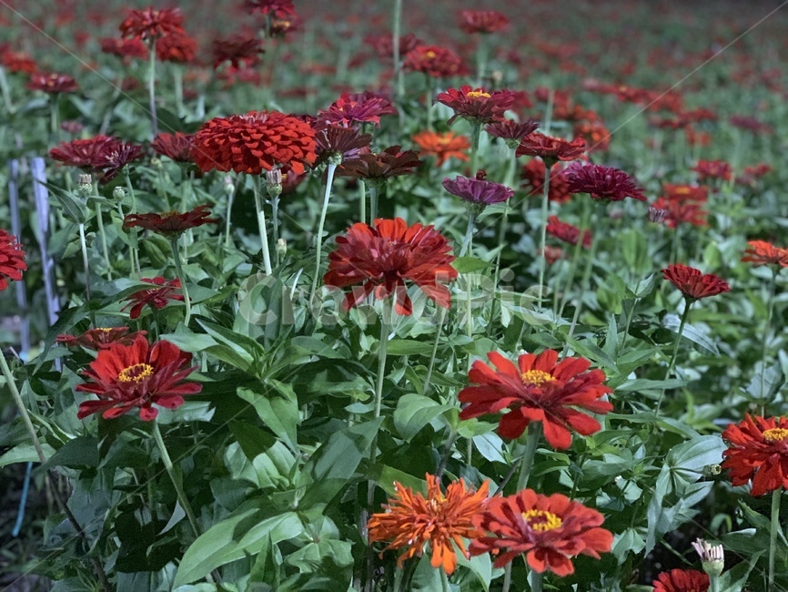 flower,꽃,빨간꽃,빨강색,red