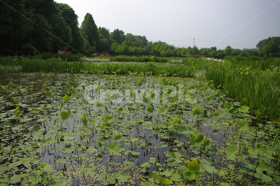 초록,나무,잎,식물,plant,수생식물,연못,자연,풍경,nature,landscape,outdoors,옥외,land,땅,water,물