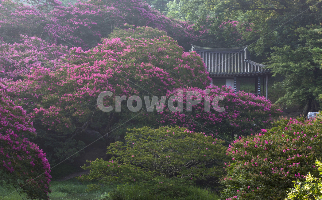 Each,pond,forest,nature,crepe myrtle,zinnia,summer,flower,petal,plant,Myeong Okheon,Damyang,sight,Myeongokheon Garden,falling flower,season,summer flowers,landscape,crape myrtle flower
