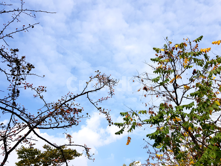 양산,금산근린공원,공원,tree,나무,plant,식물,treetrunk,나무줄기,붉은열매,가을하늘,가을,하늘,자연,풍경,nature,landscape