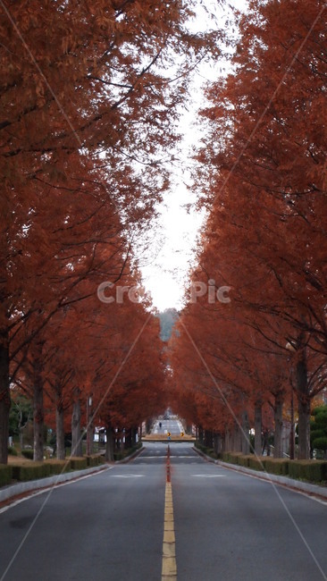 가을,낙엽,가로수,단풍,도로,길