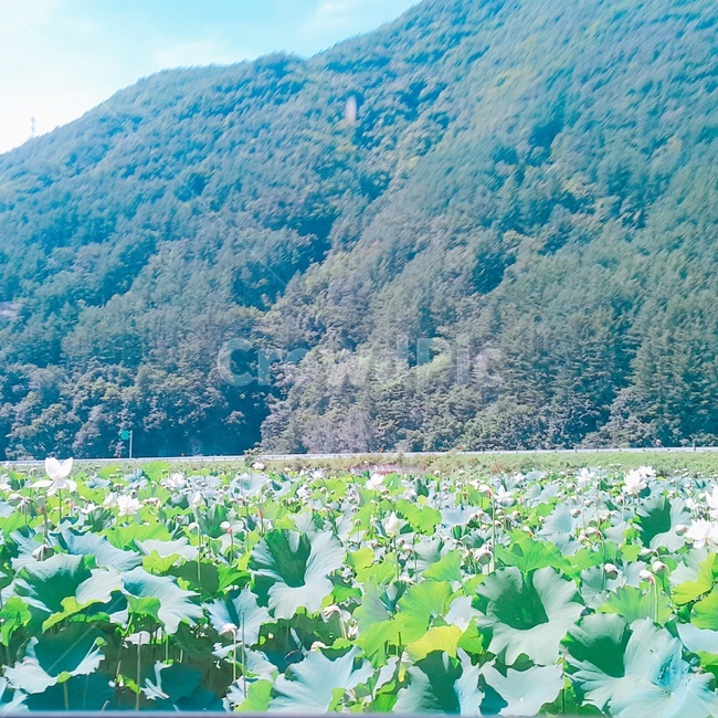 자연,풍경,산,연꽃잎,초록,자연,풍경,nature,landscape,plant,식물,tree,나무
