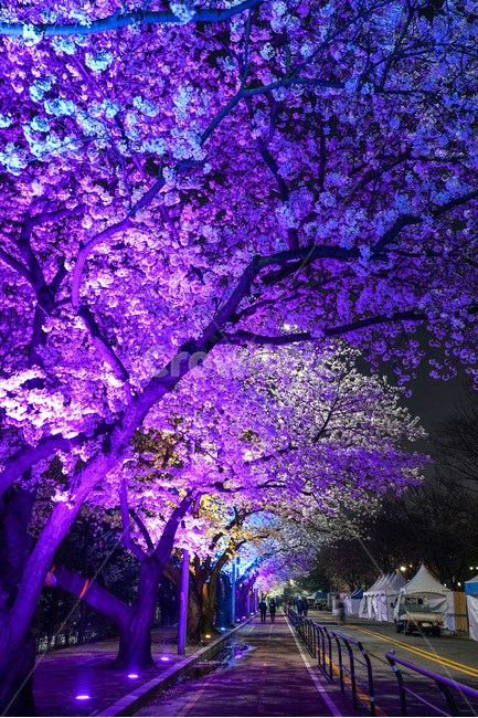 여의도,윤중로,벚꽃축제,벚꽃길,벚꽃,CherryBlossom,야경,야화,nightview,natural,landscape,식물,봄,배경,자연,서울벚꽃,서울명소,힐링,spring,하얀꽃,splendor,화사,flowers,나무,trees,wood,축제,봄,계절,spring,season,야경,밤,풍경,nightscape,night,landscape,식물,자연,plants,nature,나무,trees,wood,plant,blossom,꽃,flower