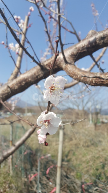 식물,꽃,나무,매화,나무가지,매실나무,plant,japaneseapricottree,plum,japaneseapricot,flower,blossom,tree,japaneseapricotflower,japaneseapricotblossom,umeflower,ume,umeblossom