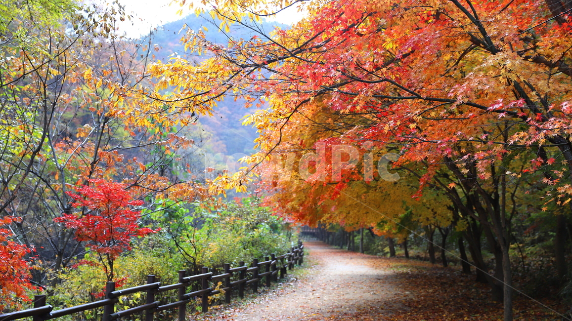 강천산,단풍,빨강색,나무,빨강색단풍,길,노랑색단풍,자연,풍경,관광지,tree,plant,식물,leaf,잎,ground,바닥,추경,낙엽,가을,계절,fall,autumn,season,자연,풍경,nature,landscape