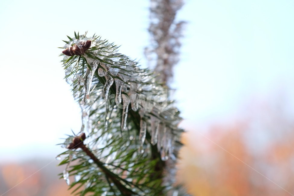 겨울,자연,식물,나무,얼음,솔,ice,nautre,plant,winter,tree,고드름,추운,차가움,시원,단풍,겨울,계절,winter,season,식물,자연,plants,nature