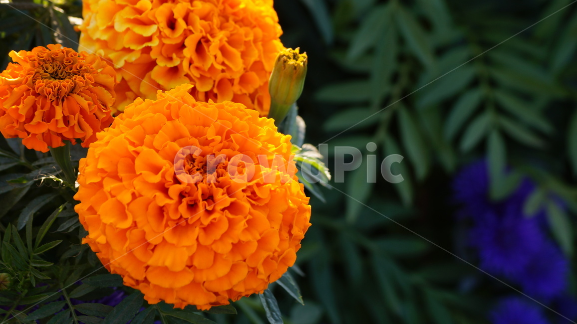 Cheonsu Guk,African Marigold,flower Festival,flower road,flower