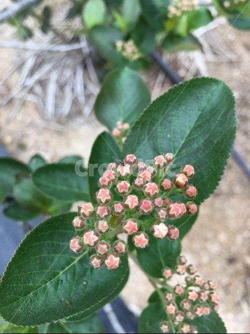 꽃,봄,꽃봉오리,아로니아,별모양꽃,봄,계절,spring,season,식물,자연,plants,nature,꽃,flower,plant