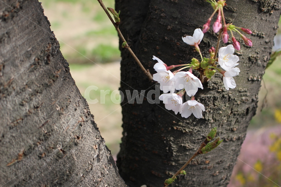 벚꽃,봄,벚꽃나무,spring,cherryblossoms
