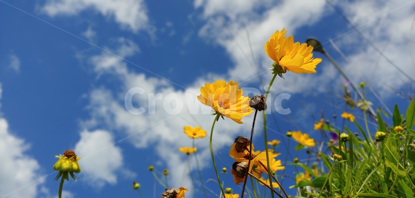 꽃,하늘,가을,파란하늘,계절,자연,노란색,식물,자연,plants,nature,꽃,flower