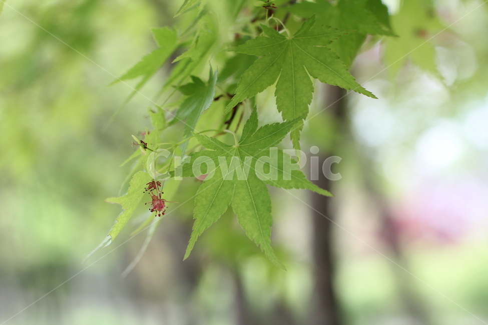 잎,단풍,tree,나무,식물,maple,식물,자연,plants,nature