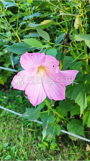 flower,꽃,petal,꽃잎,무궁화,핑크무궁화