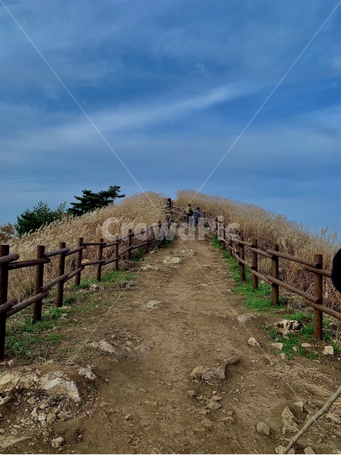 흙길,자연,억새,억새풀,갈대,풍경,산,가을,계절,fall,autumn,season