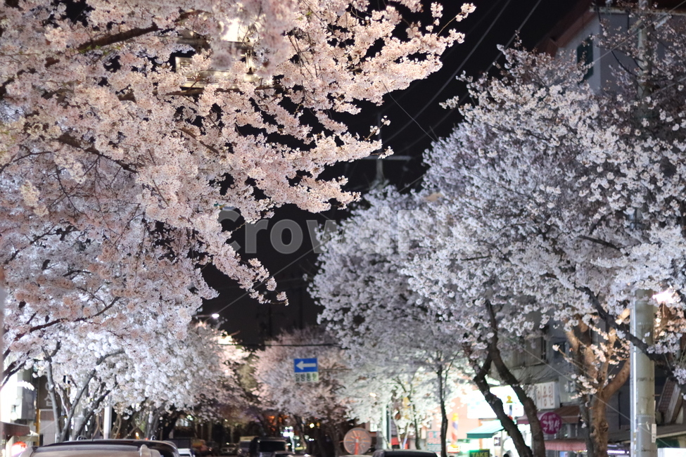 식물,꽃,flower,벚꽃,봄꽃