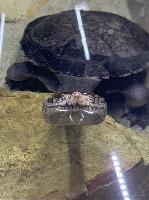 turtle,animal,sealife,해양생물,거북,거북이,동물,정면,긴코,귀여운,수조,물,바다생물,동물,animal,파충류,양서류,reptile,amphibian