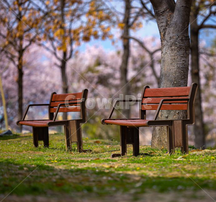 김해,봉황대공원,벚꽃,벚꽃나무,벤치,풍경,cherryblossom,park,bench,봄,계절,spring,season,자연,풍경,nature,landscape,furniture,가구