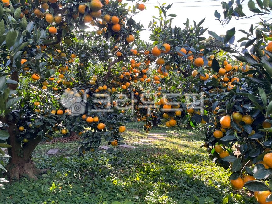 orange,citrus fruits,fruit,jeju island,Orange,food,tangerines