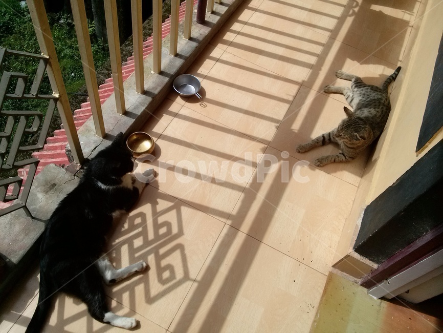고양이,길냥이,베란다,식후,평화,나른