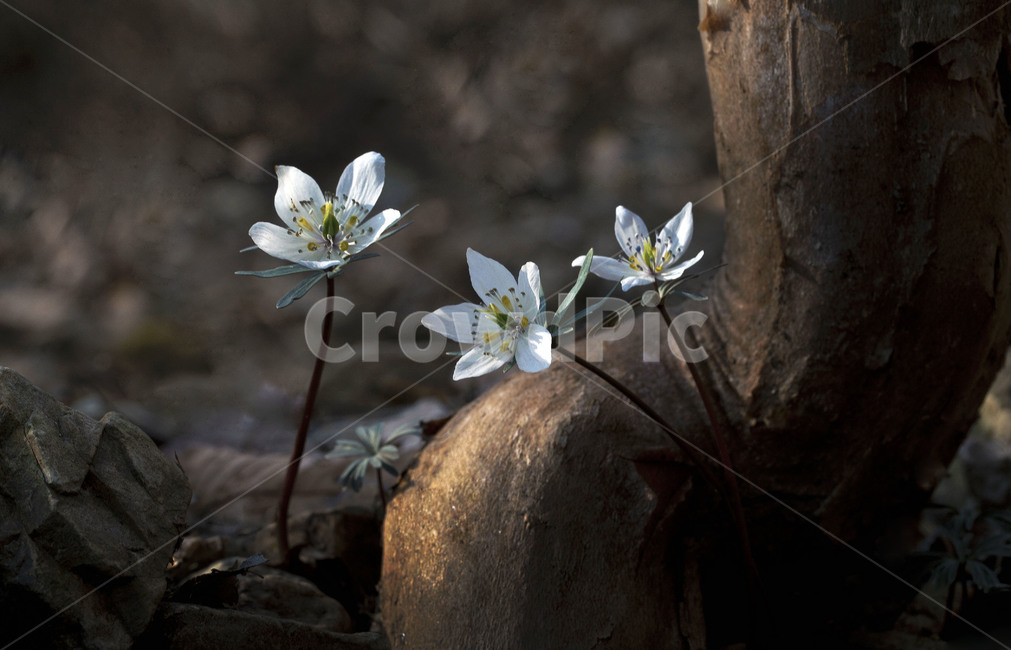 봄꽃,바람꽃,꽃,계절,봄,식물,자연,plants,nature,꽃,flower