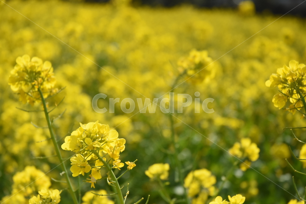 유채꽃,노란꽃,예쁜꽃,식물,flower,봄,yellowflower,rapeflower