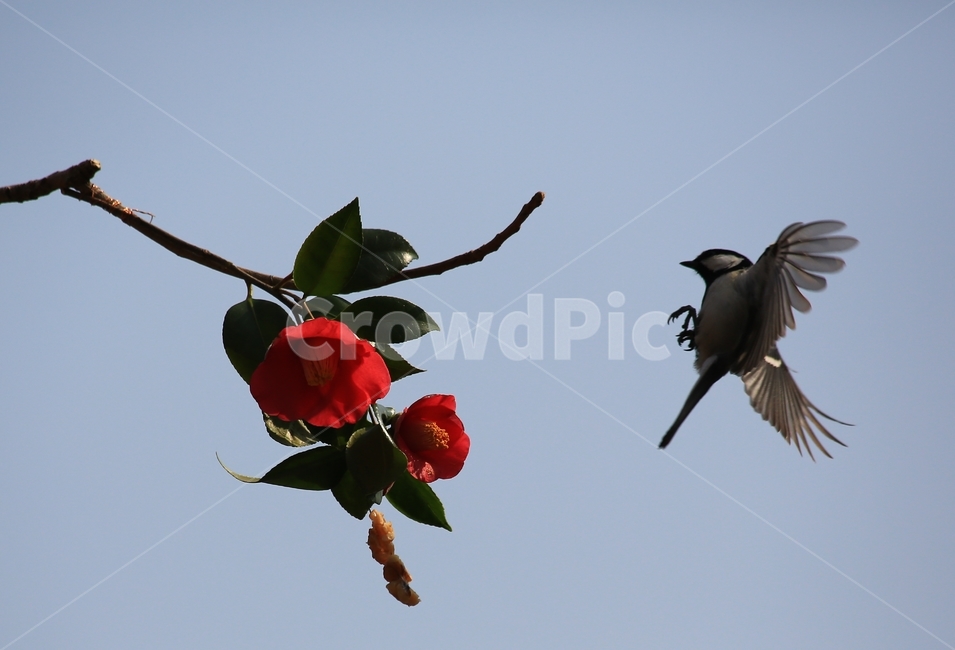 animal,동물,bird,새,plant,식물,flower,blossom,꽃,leaf,잎,동백,동백꽃,동박새,먹이,식물,자연,plants,nature,꽃,flower,동물,animal,조류,새,birds