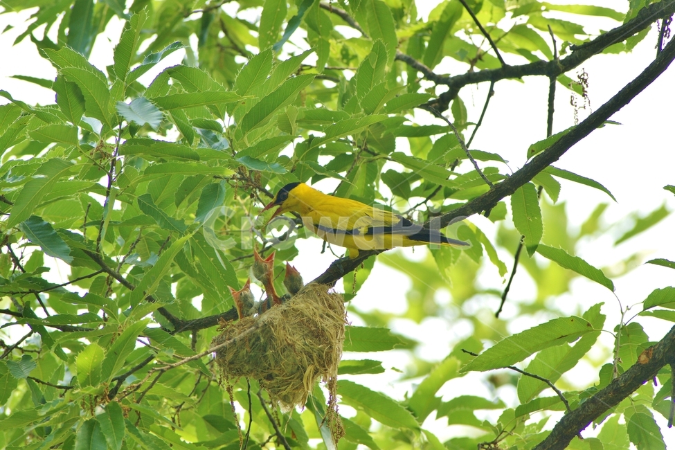 bird,새,꾀꼬리,둥지,가족,동물,animal,조류,새,birds
