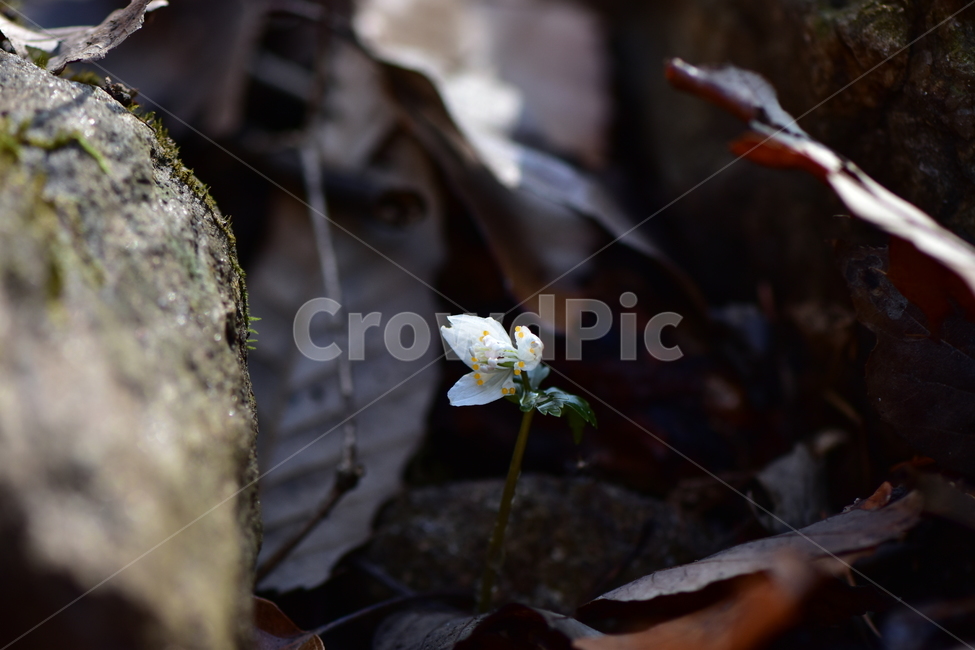너도바람꽃,야생화,봄,꽃,풀꽃,자연,식물,식생,감성,힐링,plants,nature,spring,season,flower,emotion,feeling,흰색,초본,너도바람꽃속