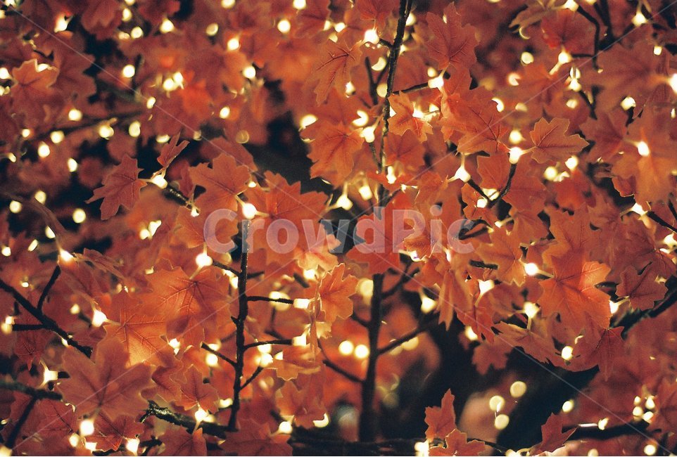 조명,알전구,인테리어,단풍,필름사진,감성사진,식물,자연,plants,nature,꽃,flower,감성,sensible,feeling